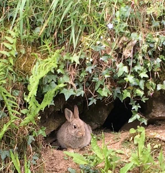 image: Cornish rabbit